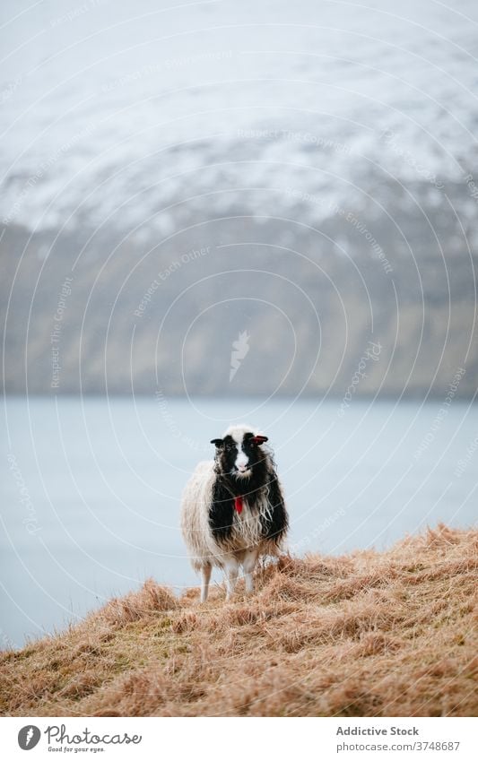 Ruhige Schafe auf einem Hügel auf den Färöer Inseln Berge u. Gebirge Hochland Windstille heimisch Tier sich[Akk] entspannen kalt Winter Saison Färöer-Inseln
