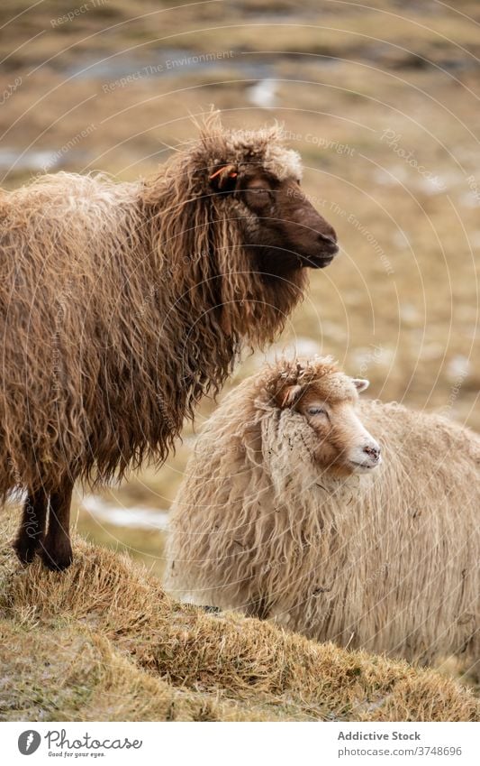 Flauschige Schafe auf einem Hügel auf den Färöer Inseln weiden Berge u. Gebirge Weide Zusammensein heimisch Tier Herbst Säugetier Färöer-Inseln Landschaft Wiese
