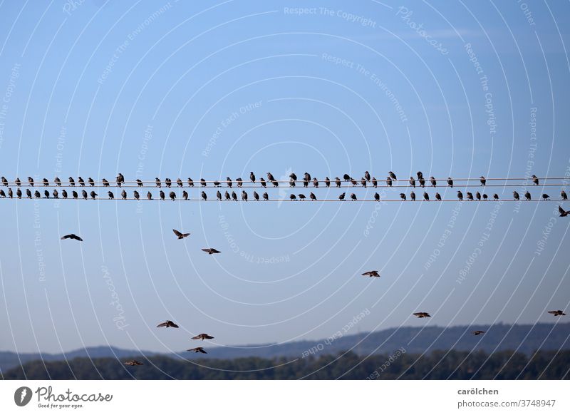 Anflug - Vögel auf Stromleitung Staren Leitung sitzen fliegen anfliegen Pause Blauer Himmel Natur Reih und Glied Reihe