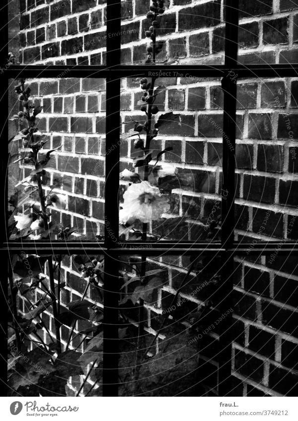 Hinter einem alten Sprossenfenster und vor einer Ziegelwand blühen schwarz-weiße Stockrosen. Blumen Sommer Garten Blühend Blüte Pflanze Haus Malve Fabrik Museum