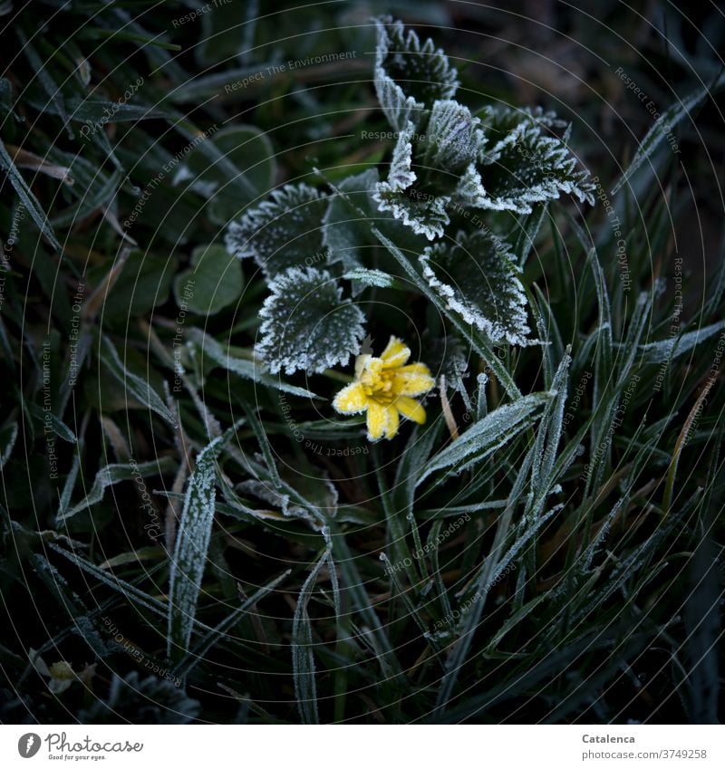 Raureif auf der Wiese, Brennesselbätter, Grashalme, ein gelbes Blümchen sind zu sehen Natur Pflanze Blatt Unkraut Blume Butterblume Frost Blüte Kälte Winter
