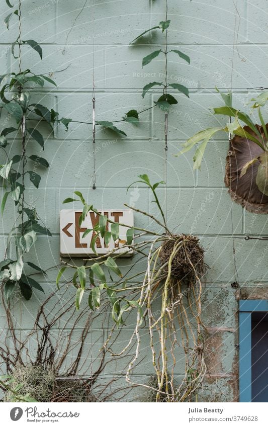Pflanzen an einer grünen Betonwerksteinwand neben einem EXIT-Schild Kinderzimmer Wintergarten Geweihfarn Wurmfarn pothos vining Wein Wurzeln Wurzelballen