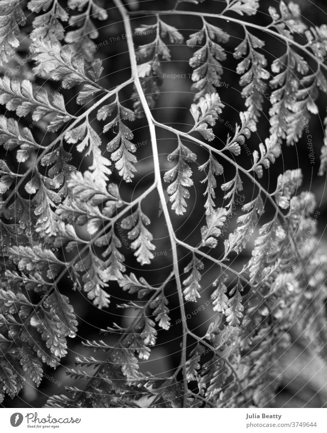 Farnwedel vor unscharfem Hintergrund schwarz-weiß Wurmfarn Farnblatt Farne Bokeh Bokeh Lichter verschwommener Hintergrund Natur Pflanze Grünpflanze