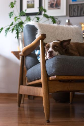 Border Collie-Hund sitzt auf einem Stuhl aus der Mitte des Jahrhunderts in einem einzigartigen Innenraum Mitte des Jahrhunderts modern MCM Haus Häusliches Leben