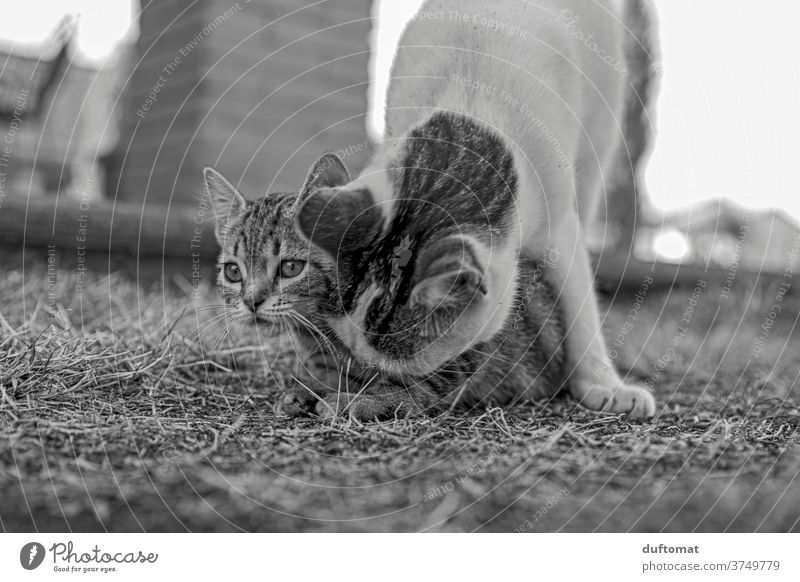 Neugieriges Katzenkind Katzenbaby erziehen Katzenauge katzenhaft Katzenkopf neugierig Neugierde Familie Mutterliebe Stubentieger gestreift klein jung Kind Tier