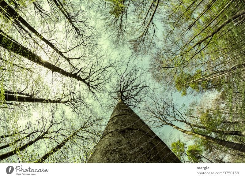 dynamisch | Bäume zum Himmel Wald Waldspaziergang bäume wald Äste und Zweige hoch Blätter Blätterdach riesig Mai grün nachhaltig Nutzpflanze himmelwärts Zukunft