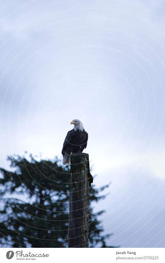 Ein ruhender Adler gehockt Weisskopfseeadler Vogel außerhalb Tier Wildtier Feder Schnabel Außenaufnahme wild Nahaufnahme Ein Tier weiß Natur Greifvogel Porträt
