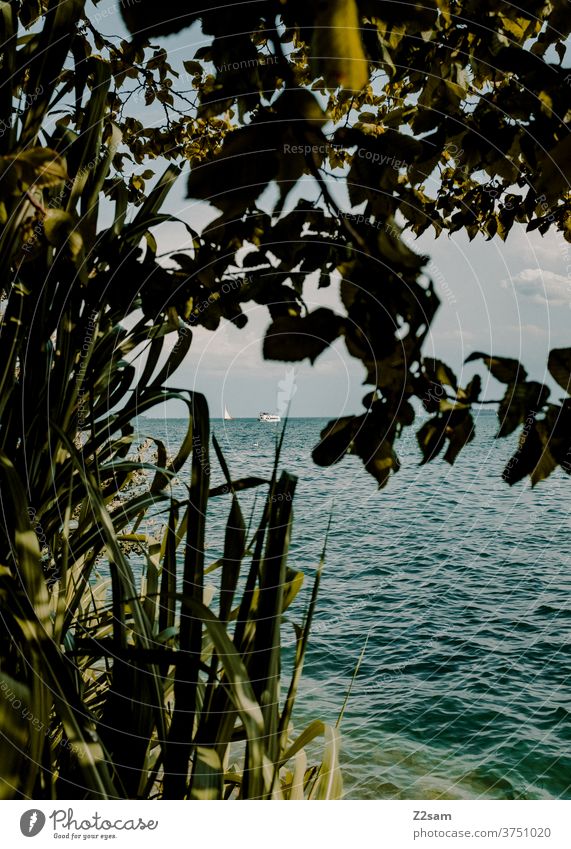 Boot auf dem Bodensee schiffahrt bodensee gewässer natur landschaft sträucher blumen pflanzen sommer stimmung wärme urlaub sport reisen himmel wasser Farbfoto