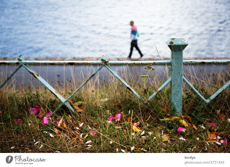 Blütenblätter vor einem niedrigen Zaun , im Hintergrund eine unscharfe Person welche  am Rand einer Kaimauer geht. Meer im Hintergrund Eisenzaun Gras Ufer