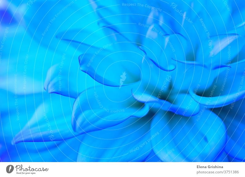 Abstrakter blauer floraler Hintergrund. Nahaufnahme der Dahlienblütenblätter. Makro. blaue Blume hell-blau geblümt Blütezeit Muster Blütenblatt Textur abstrakt