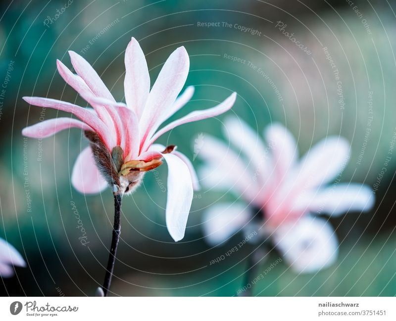 Frühling April botanisch Umwelt lieblich Magnolie Blütezeit Blütenknospen Natur Blume schön Schönheit Farbe Garten frisch Sommer natürlich geblümt Wachstum Ast