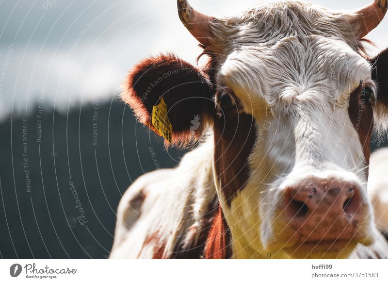 Die Kuh schaut in die Kamera Tierporträt Kuhkopf Schwarzwald Kuhhörner Hörner Rindvieh Wiese Nutztier braun grün Weide