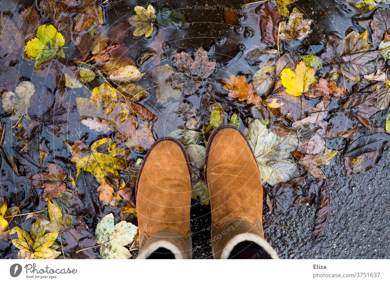 Braune Stiefel stehen in Pfütze mit buntem Herbstlaub Laub Schuhe braun Natur Wasser Regen Blätter Herbststimmung herbstlich Wildleder Leder Herbstfärbung