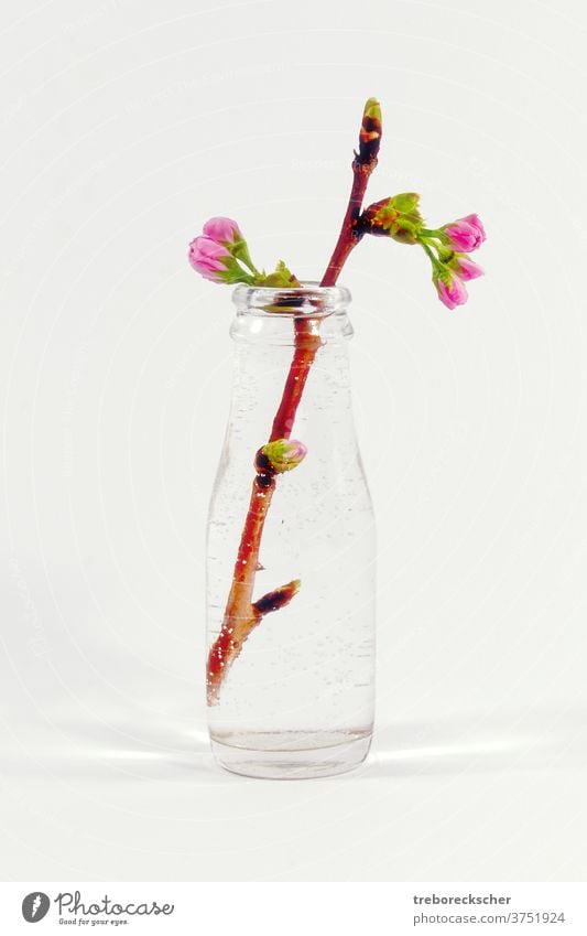 Glasflasche mit einem Pflaumenbaumzweig weiß Flasche Wasser Blütenblatt schön Natur Nahaufnahme Baum Frühling Hintergrund Pflanze Schönheit Saison Makro Ast