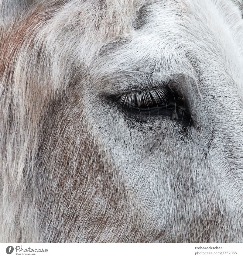 Eselsaugen mit Fliegen Kopf vereinzelt Bauernhof Säugetier weiß Muli Hintergrund Gesicht niedlich Natur Porträt heimisch Design braun Pferd Karikatur Stil