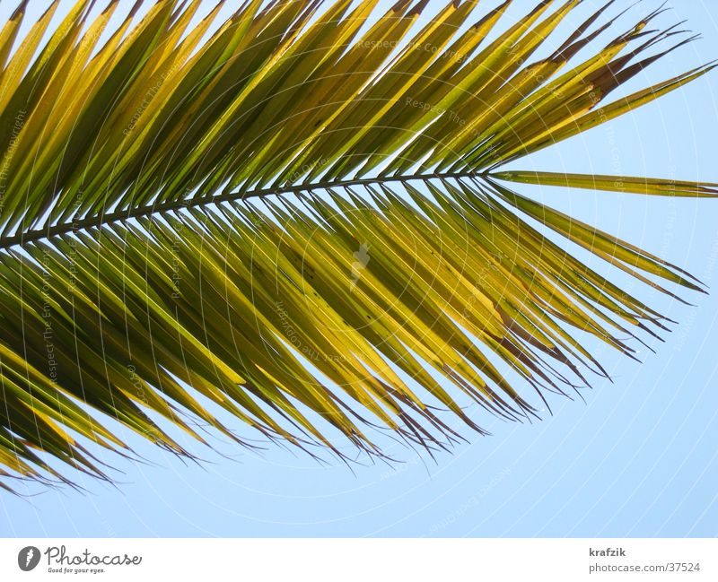 Palmwedel Palme Pflanze Sommer Ferien & Urlaub & Reisen