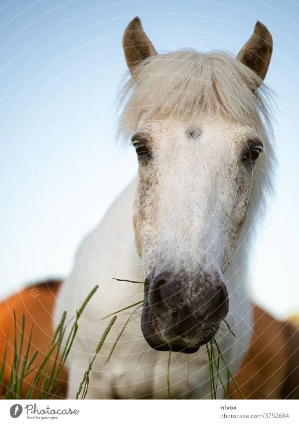 Inselpferd auf der Weide Island Ponys weiß Pferd Pferdekopf Blick in die Kamera Gras Lebensmittel Futter im Freien Außenaufnahme Tierporträt Menschenleer Tag