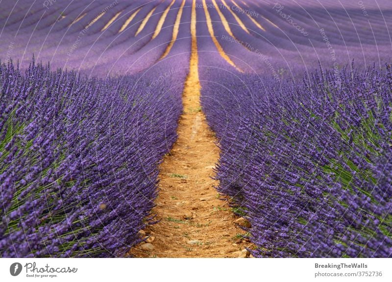 Violettes Lavendelfeld der Provence Feld Überstrahlung Blüte purpur Tag Blumen Frankreich malerisch Natur schön ländlich Ackerbau Landwirtschaft Landschaft