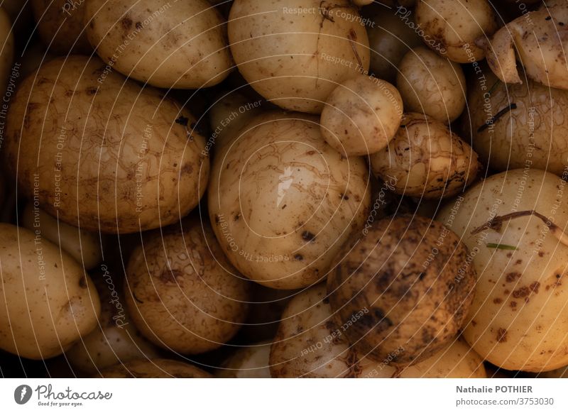 Kartoffeln in Nahaufnahme - Kartoffelernte Garten Gemüse rcolte Küche Fries organisch frisch Lebensmittel gelb Ackerbau Vegetarier roh natürlich Hintergrund