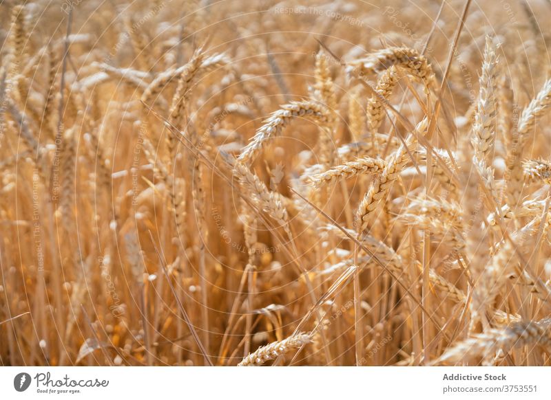 Gefüllt mit Weizen gegen blauen Himmel golden Feld Ackerbau kultivieren Landschaft Natur Dorf Spikelet Blauer Himmel Sommer sonnig Saison Bauernhof tagsüber