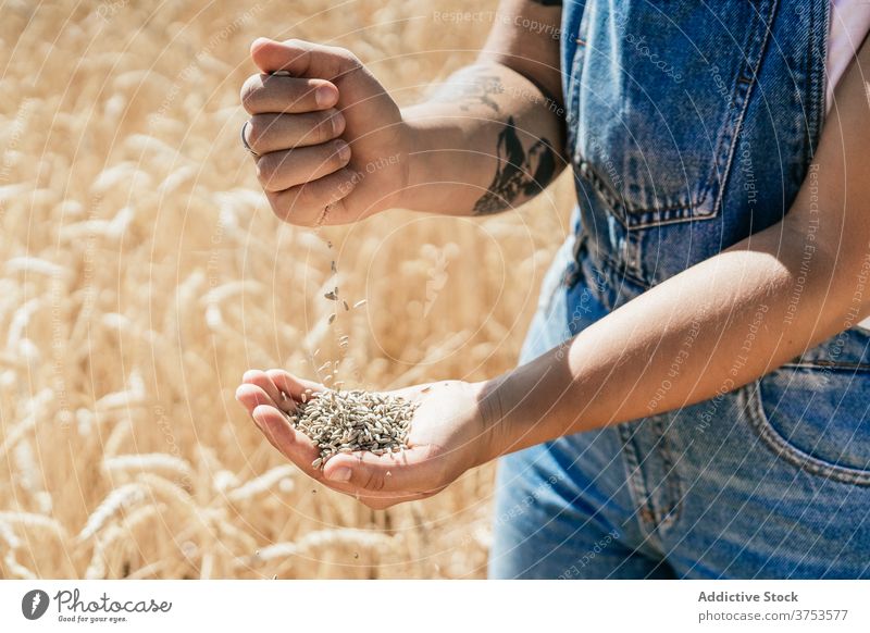 Frau mit Weizenkorn auf dem Lande Korn eingießen Feld Landwirt golden Müsli Samen Landschaft ländlich Ackerbau Ernte Bauernhof kultivieren frisch organisch