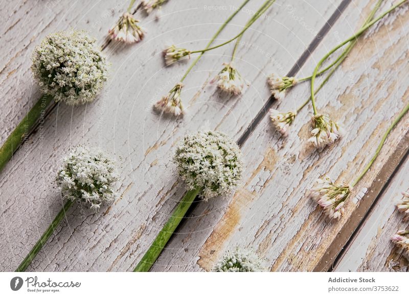 Zarte Blumen auf Holztisch Wildblume weiß Farbe Zusammensetzung filigran geblümt Ordnung Linie Reihe Tisch hölzern schäbig verschiedene natürlich frisch Design