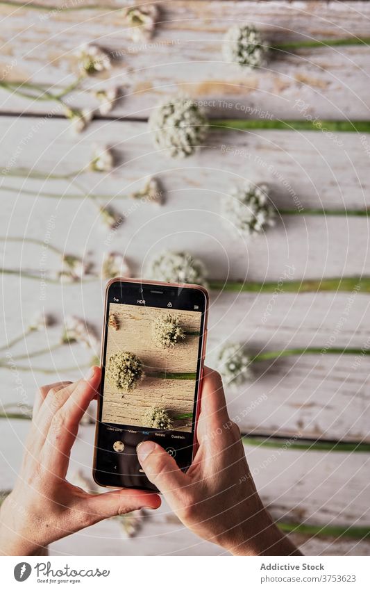 Crop-Person nimmt Foto von Blumen auf Smartphone fotografieren Zusammensetzung Wildblume filigran Reihe Linie Ordnung Funktelefon hölzern Tisch Fotografie
