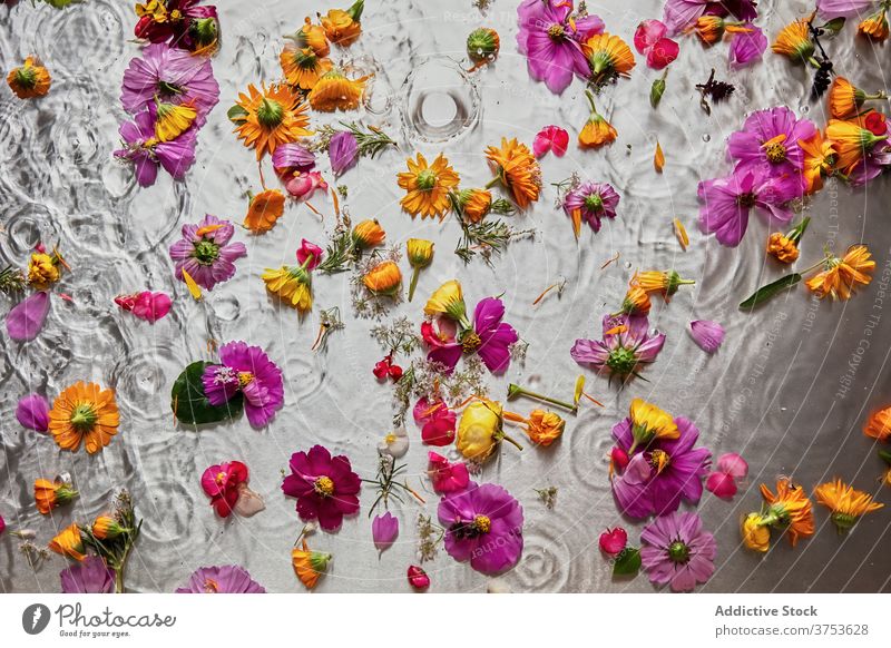 Bunte Blumen in klarem Wasser Atelier Blütenblatt Schwimmer Zusammensetzung Streuung Oberfläche verschiedene Blütenknospen filigran Blütezeit frisch Pflanze