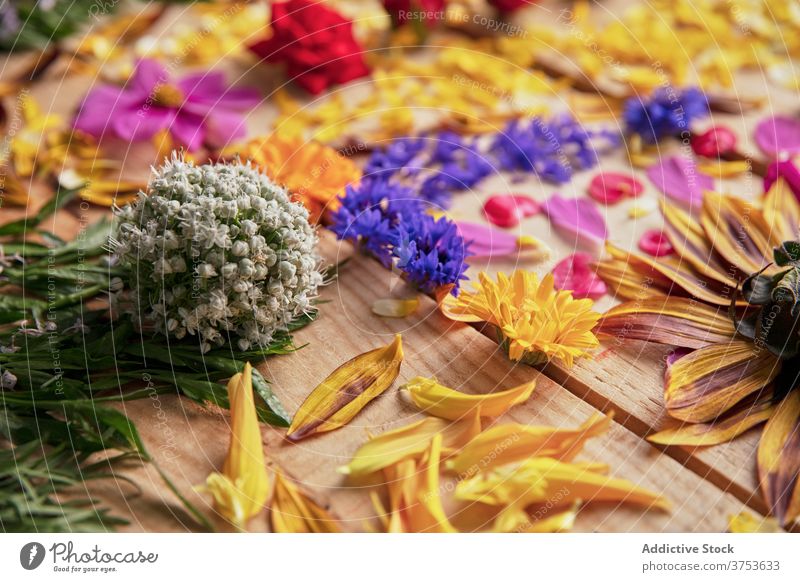 Bunte Blumen auf Holztisch geblümt Zusammensetzung Blütenknospen Blütenblatt Ordnung filigran hölzern Pflanze Tisch Farbe sortiert frisch natürlich hell