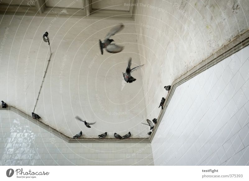 wir tauben unter uns Bauwerk Gebäude Architektur Tier Taube Tiergruppe fliegen Aufregung Politische Bewegungen Flügel Vogel Markthalle Farbfoto Innenaufnahme