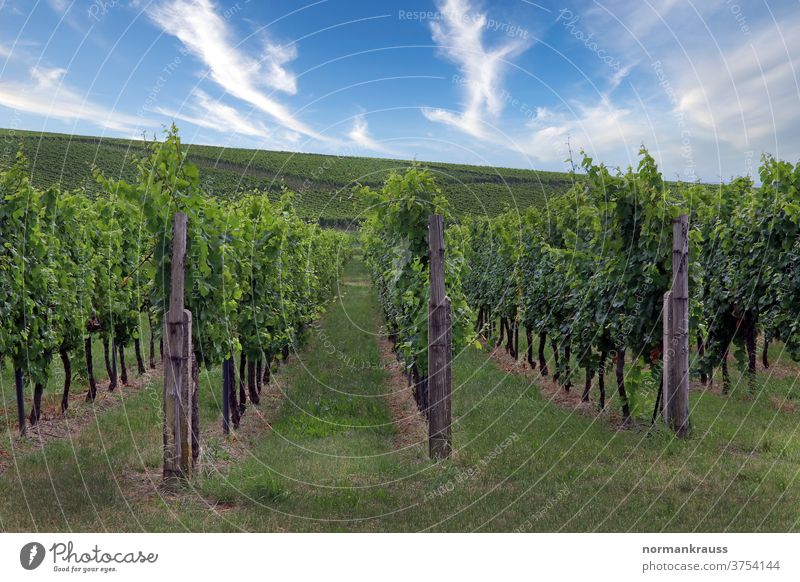 Weinberge in der Südpfalz weinberg reben weinanbaugebiet weinbau herbst weinlandschaft südpfalz grün landwirtschaft wolken himmel