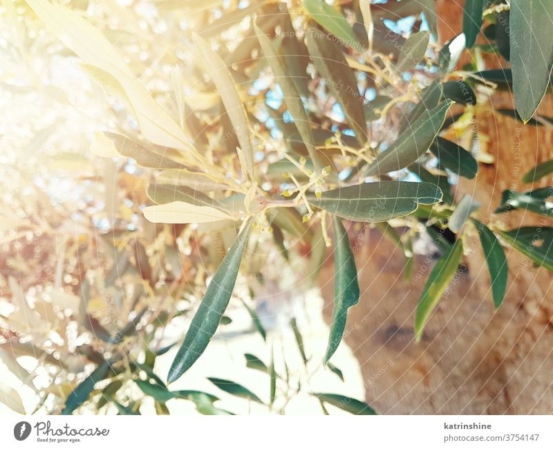 Olivenbaumblätter bei Sonnenuntergang alt oliv Bäume Blätter Ast Süden Italien Natur Abend gealtert im Freien Land ländlich Garten Italienisch mediterran