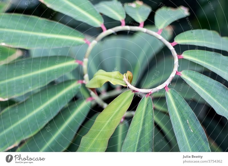 Spiralige Pflanzenrebe mit grünen Blättern und rosa Stielen Spirale Wein Blatt tropisch selten Gewächshaus Wintergarten Natur Wachstum Nahaufnahme exotisch