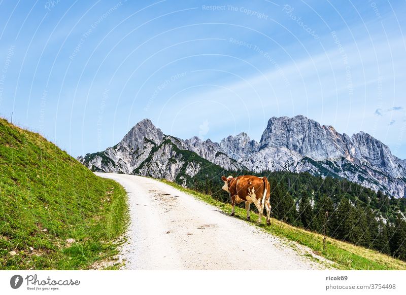 Blick auf die Litzlalm mit Kuh in Österreich Alpen Gebirge Berg Baum Wald Wilder Kaiser Landschaft Natur Alm Weg Straße Wiese Gras Landwirtschaft Viehzucht