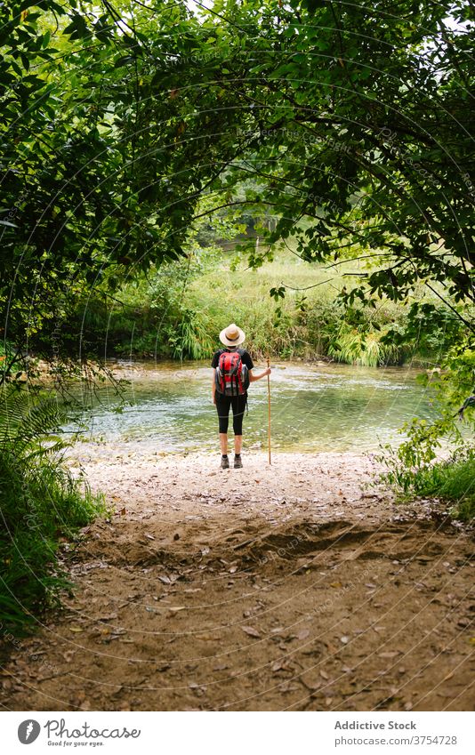 Unerkennbarer Reisender in der Nähe von See im Wald Tourist natürlich reisen bewundern Teich Wälder Rucksack Trekking hölzern kleben übersichtlich Wasser aqua