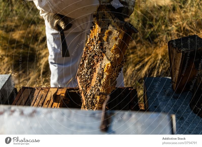 Imker überprüft Wabenrahmen am Bienenstand Mann Bienenstock Arbeit Rahmen inspizieren prüfen Werkzeug untersuchen professionell Saison Job Prozess Bienenkorb