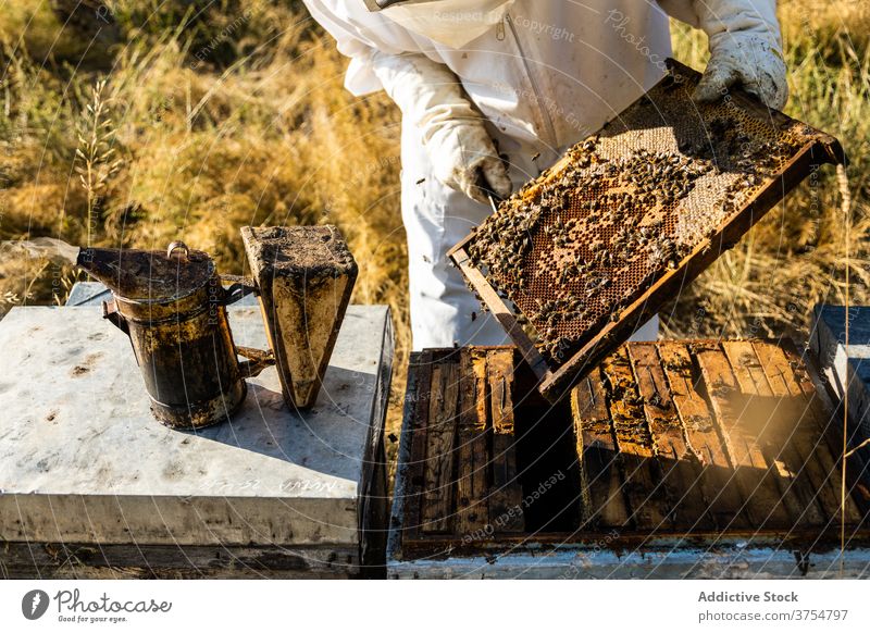 Anonymer Imker mit Raucher bei der Arbeit am Bienenstand Raucherin Gerät Werkzeug Bienenstock ausräuchern Bienenkorb erwärmen professionell Handschuh Job