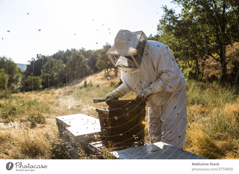 Imker mit Smoker bei der Arbeit am Bienenstand Raucherin Gerät Werkzeug Bienenstock ausräuchern Bienenkorb erwärmen professionell Handschuh Job Prozess manuell