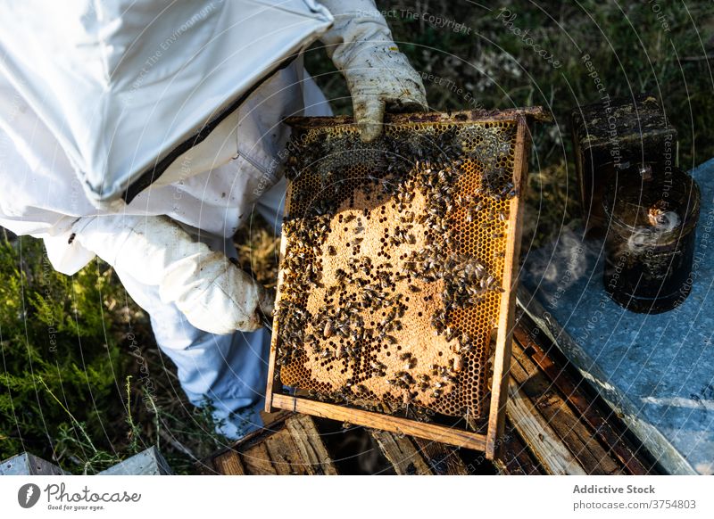 Anonymer Imker mit Raucher bei der Arbeit am Bienenstand Raucherin Gerät Werkzeug Bienenstock ausräuchern Bienenkorb erwärmen professionell Handschuh Job