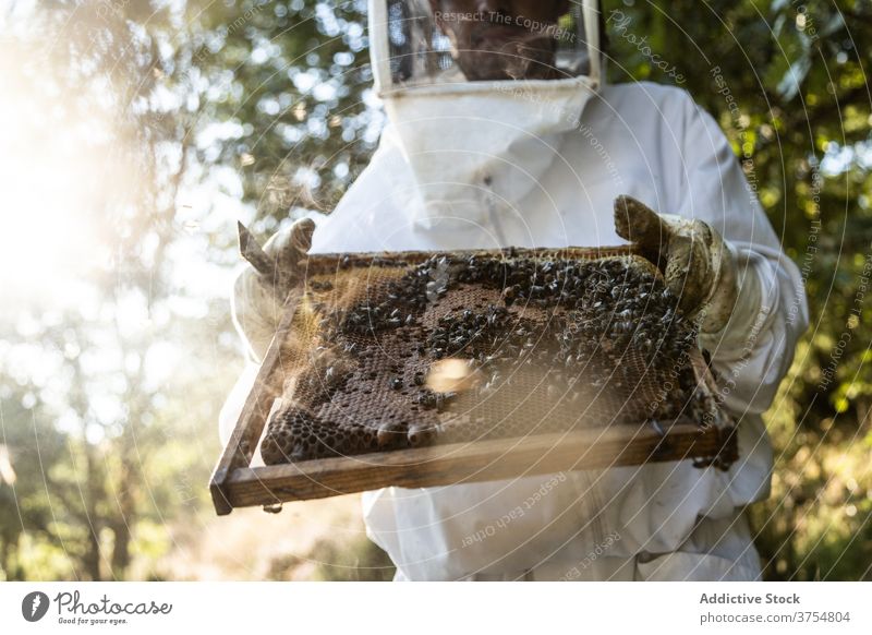 Imker hält Wabenrahmen mit Bienen Rahmen Liebling Bienenstock Arbeit Bauernhof Ernte unkenntlich anonym gesichtslos inspizieren prüfen Werkzeug untersuchen