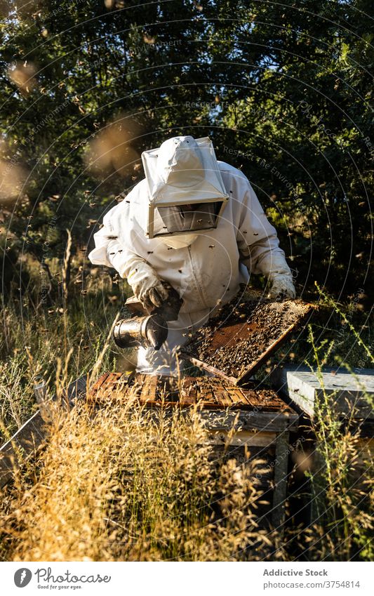 Imker mit Smoker bei der Arbeit am Bienenstand Raucherin Gerät Werkzeug Bienenstock ausräuchern Bienenkorb erwärmen professionell Handschuh Job Prozess manuell