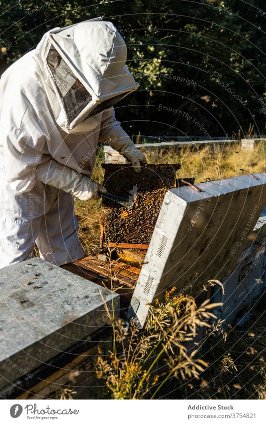 Imker überprüft Wabenrahmen am Bienenstand Mann Bienenstock Arbeit Rahmen inspizieren prüfen Werkzeug untersuchen professionell Saison Job Prozess Bienenkorb