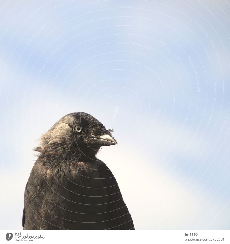 Dohle schaut aufmerksam in die Kamera Rabenvogel schwarz Blick in die Kamera Vogel Wildtier Tierporträt Federn windig blauer Himmel Sonnenschein neugierig