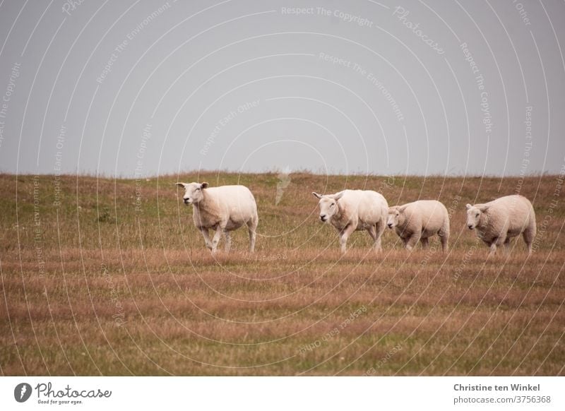 dynamisch | aber nicht zu eilig laufen die vier Schafe den mit Gras bewachsenen Deich entlang Deichschafe Nordsee Tiere Tiergruppe Nutztier Schafherde