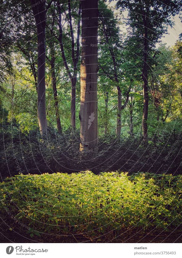 Berliner Tiergarten mobil Baum Springkraut Gegenlicht Park menschenleer