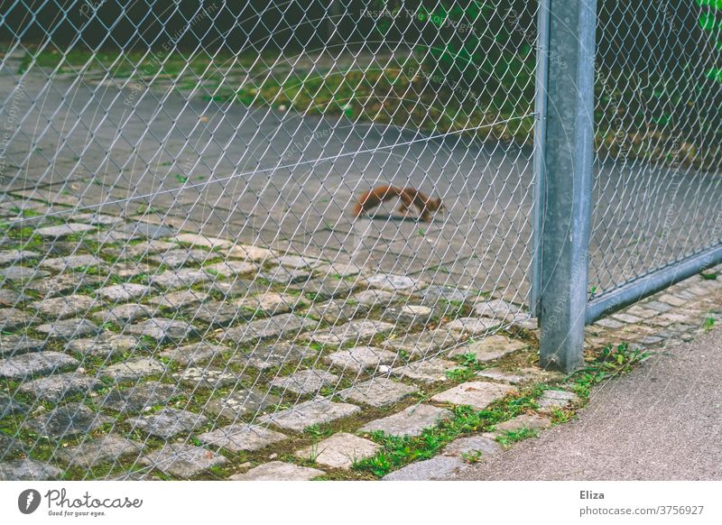 Eichhörnchen hinterm Zaun Weg Asphalt Tier Wildtier Wohngebiet Gehweg Maschendrahtzaun