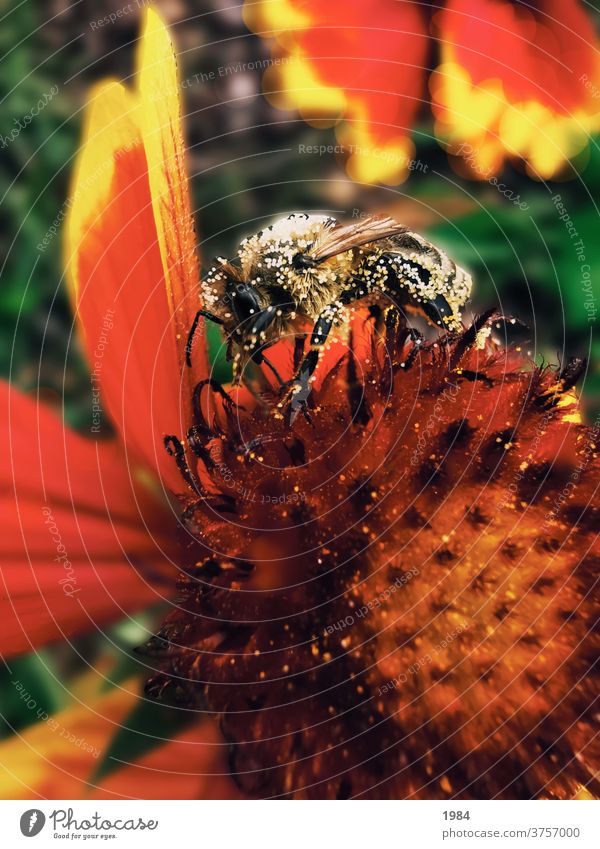 Blütenstaub auf Biene Herbst Farbfoto Natur Tier fliegen Nahaufnahme Pflanze Blume Außenaufnahme Sonnenlicht