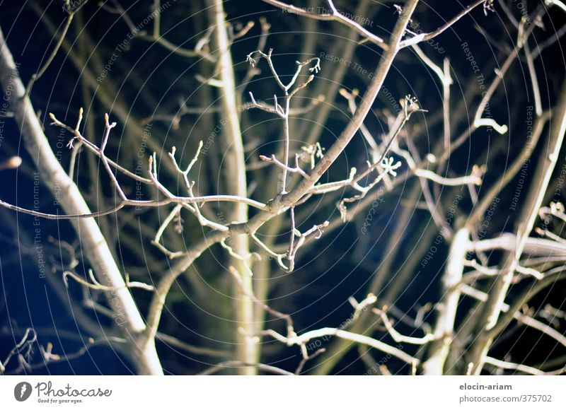 bestrahlt Natur Baum Holz dunkel dünn trist braun schwarz Wachstum Vernetzung Farbfoto Außenaufnahme Nacht Blitzlichtaufnahme