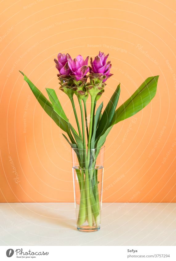 Violette Kurkuma-Blüten auf orangem Hintergrund Blume Curcuma siam asiatisch tropisch purpur Tulpe exotisch geblümt Frau Hochzeit Mode Design abstrakt Liebe