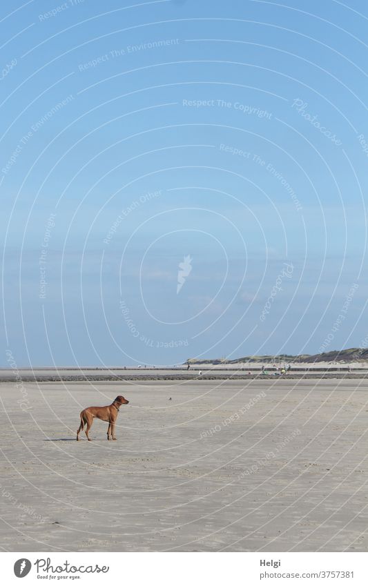 Ausschau halten - brauner großer Hund mit kurzem Fell steht einsam am Strand und hält Ausschau nach seinen Menschen Sand Sandstrand Kurzhaar Insel Nordseeinsel